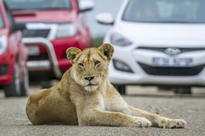 Hartbeespoort: Self-Drive Lion and Safari Park Tour - Before you arrive: tickets, timing, and how to use the full 510 minutes
