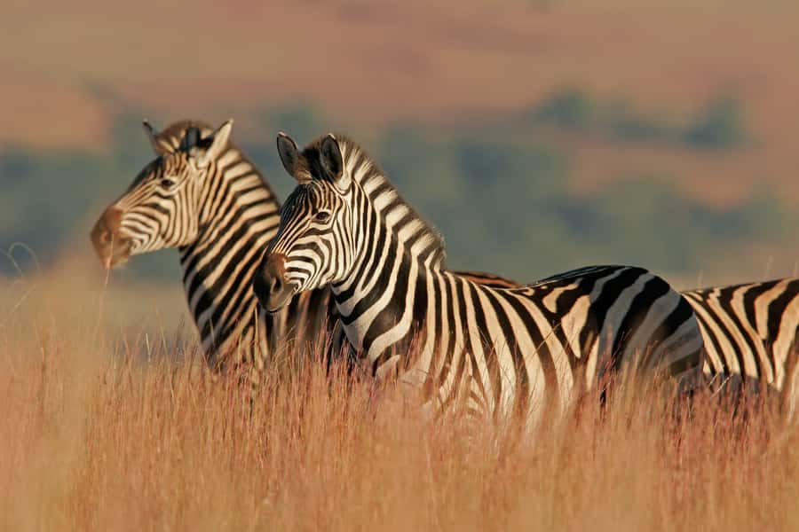 Hartbeespoort: Self-Drive Lion and Safari Park Tour - Practicalities that actually matter: car rules, meeting point, and comfort