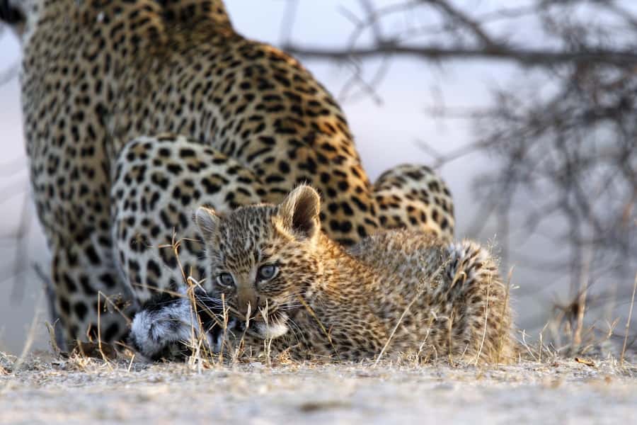 Hazyview: Private Full-Day Guided Kruger Safari - How the Day Unfolds: Two 3-Hour Drives Plus Breaks