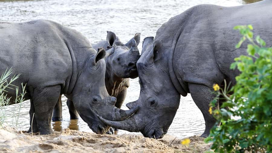 Hazyview: Private Full-Day Guided Kruger Safari - The Guide Makes It Work: Tracking, Timing, and a Bush Telegraph