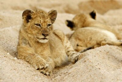 Hazyview: Private Full-Day Guided Kruger Safari - What You’ll Learn in Kruger: Medicinal Trees and Animal Habits
