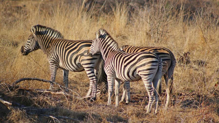 Hazyview: Private Full-Day Guided Kruger Safari - Price and Value: What $291 Covers (and What It Doesn’t)