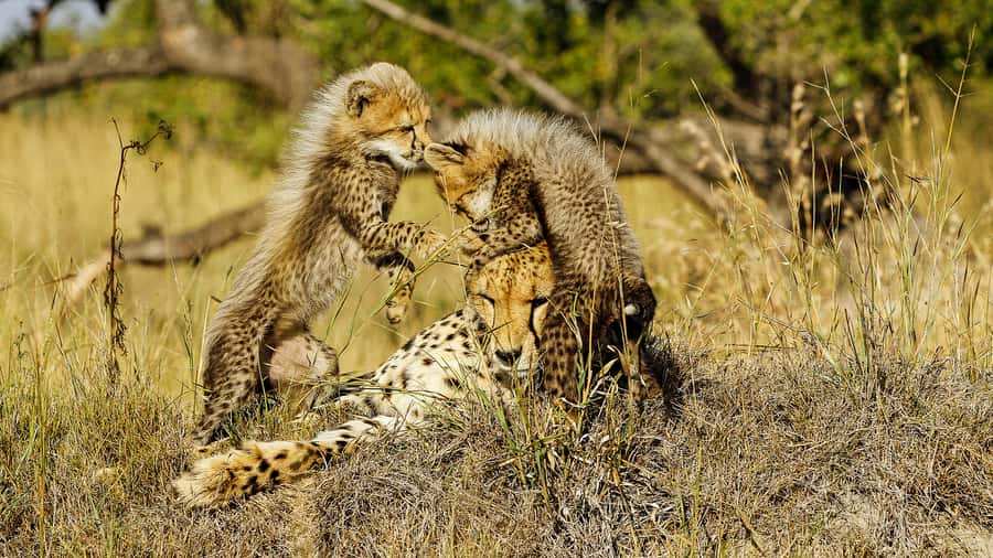 Hazyview: Private Full-Day Guided Kruger Safari - Comfort, Packing, and Timing Tips That Actually Help