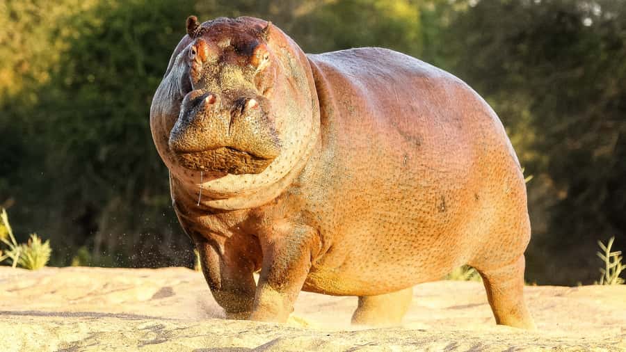 Hazyview: Private Full-Day Guided Kruger Safari - Should You Book This Private Full-Day Kruger Safari?