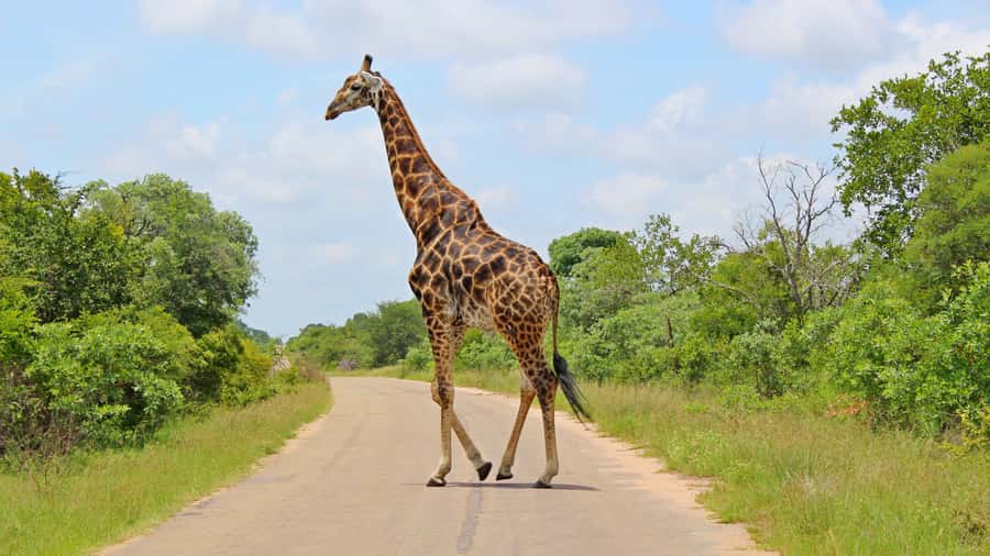 Hazyview: Private Full-Day Guided Kruger Safari - FAQ