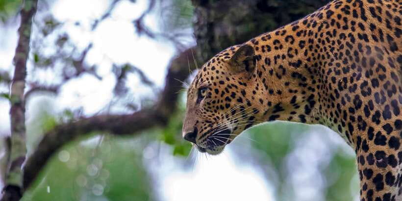 Hikkaduwa/Galle/Weligama/Mirissa/Tangalle: Yala Safari Tour - Yala Jeep Safari From the South Coast: What the 9 Hours Really Feels Like