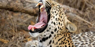 Hikkaduwa/Galle/Weligama/Mirissa/Tangalle: Yala Safari Tour - Yala National Park by Jeep: why the drive feels worth the early start