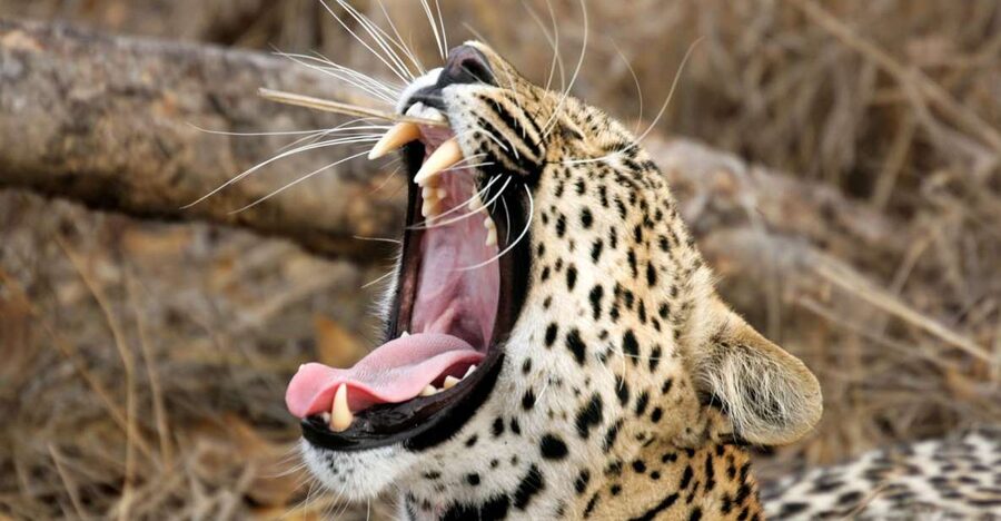 Hikkaduwa/Galle/Weligama/Mirissa/Tangalle: Yala Safari Tour - Price and Budget Math: The $45 Safari vs the Real All-In Cost