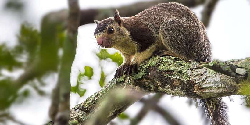 Hikkaduwa/Galle/Weligama/Mirissa/Tangalle: Yala Safari Tour - Who This Yala Safari Is Best For
