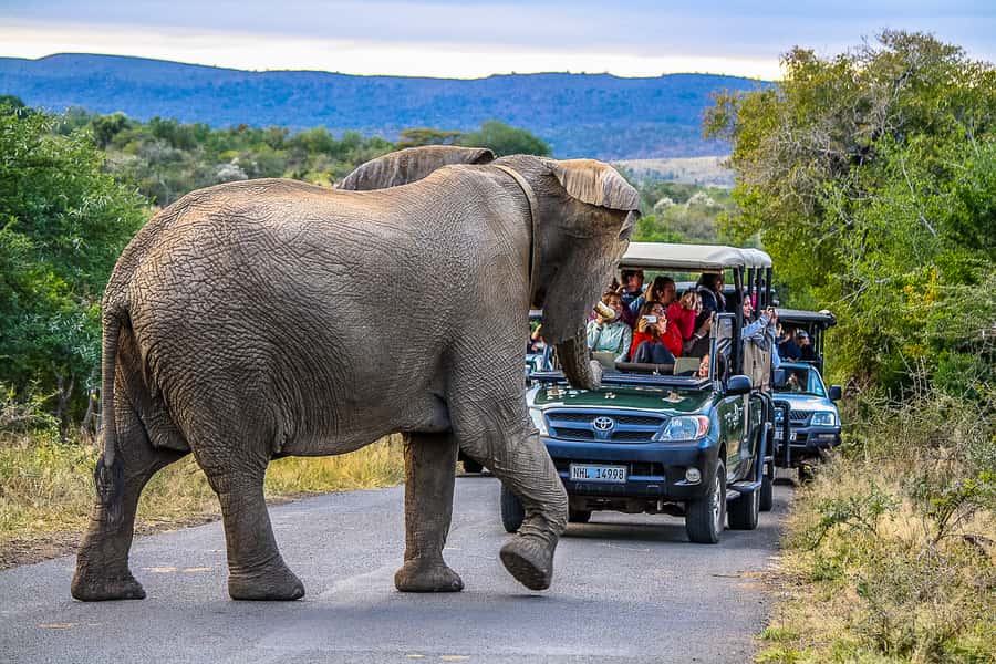Hluhluwe-Imfolozi: Big 5 Full or Half-Day Safari - Hluhluwe-iMfolozi Safari At-a-Glance: What You’ll Remember