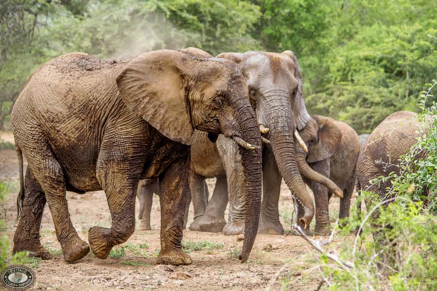 Hluhluwe-Imfolozi: Big 5 Full or Half-Day Safari - Pickup and Drop-Off Details That Affect Your Day