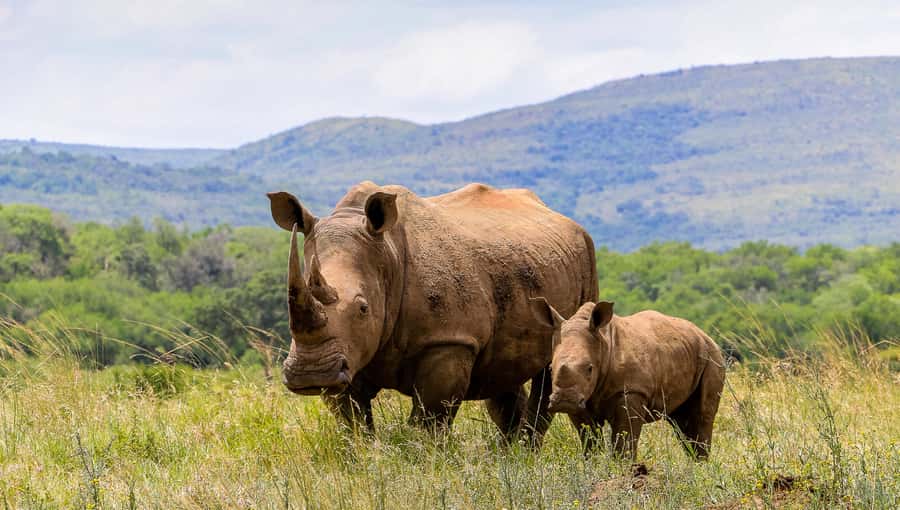 Hluhluwe-Imfolozi: Big 5 Full or Half-Day Safari - Your Ranger: The Real Secret Sauce for Big Five Hunting