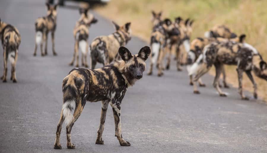 Hluhluwe-Imfolozi: Big 5 Full or Half-Day Safari - Breakfast and That First Wildlife Push Inside the Park