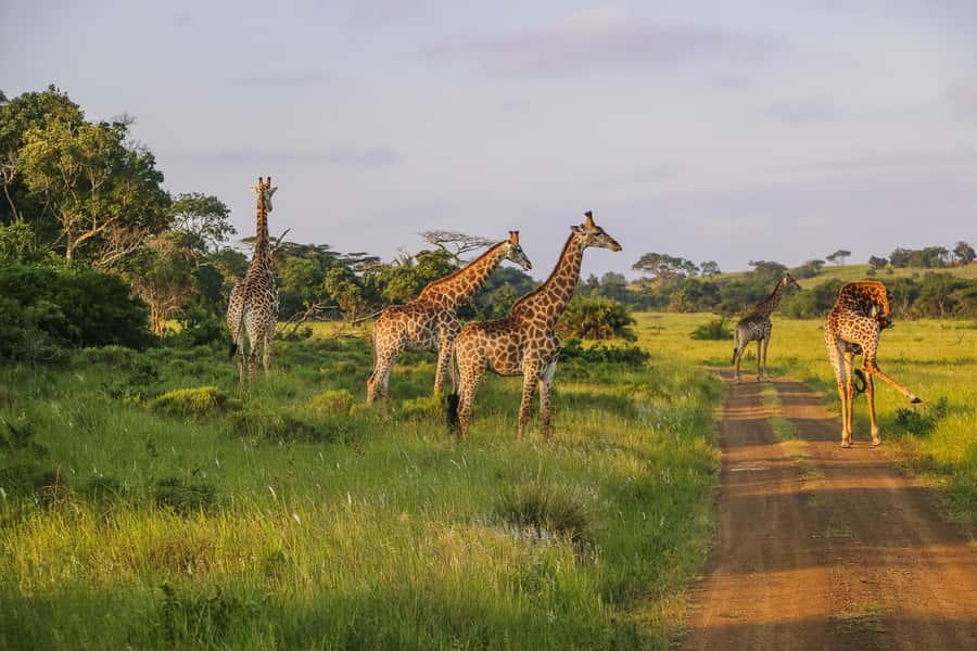 Hluhluwe-Imfolozi: Big 5 Full or Half-Day Safari - Big Five Focus: What You Can Aim For Without Overpromising