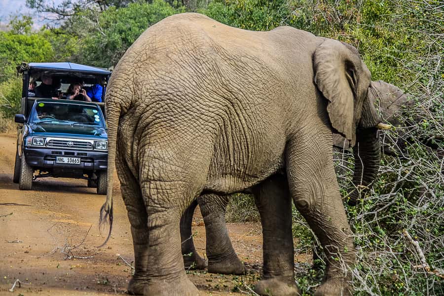 Hluhluwe-Imfolozi: Big 5 Full or Half-Day Safari - History, Zulu Culture, and Why the Story Matters