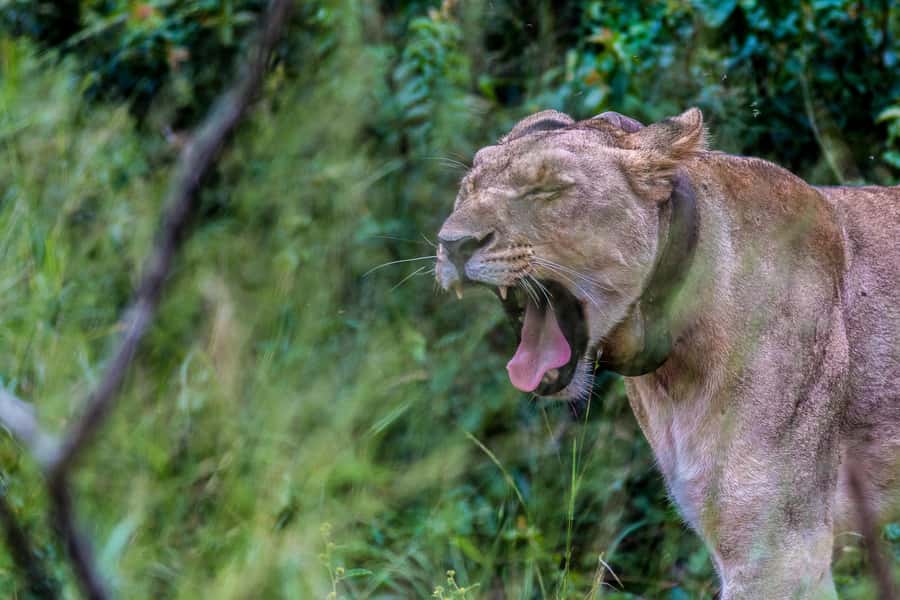 Hluhluwe-Imfolozi: Big 5 Full or Half-Day Safari - Small-Group Comfort: What’s Included and Why It Helps