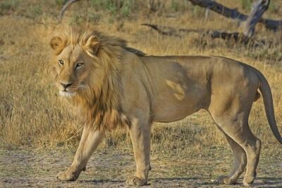 Hluhluwe Imfolozi Big 5 Reserve day Safari from Durban - Key Highlights You’ll Actually Care About