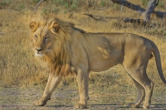 Hluhluwe Imfolozi Big 5 Reserve day Safari from Durban - Key Highlights You’ll Actually Care About