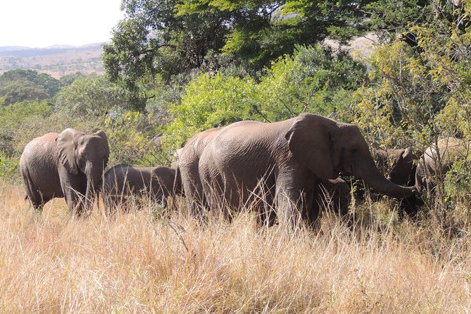 Hluhluwe/iMfolozi Game Reserve Full Day Game Drive - Getting from Richards Bay: pickup that actually simplifies your morning