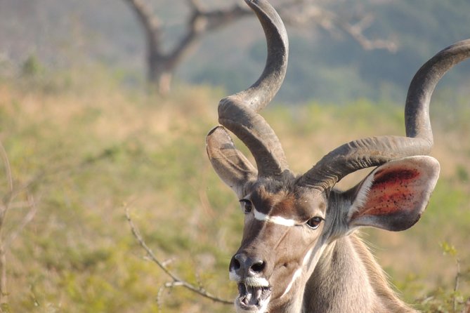Hluhluwe/iMfolozi Game Reserve Full Day Game Drive - Breakfast, lunch, and snacks: why food is part of the safari