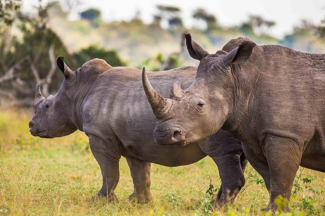 Hluhluwe-Imfolozi Park Full Day Big 5 Safari Tour - The 5:00 AM Start: Why Predators Win the Timing Game