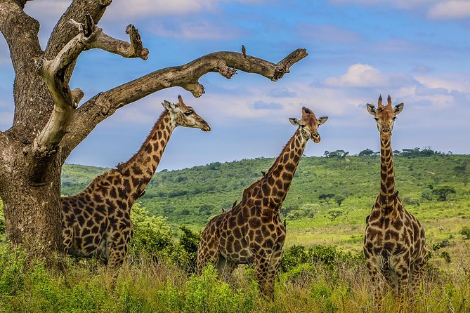 Hluhluwe-Imfolozi Park Full Day Big 5 Safari Tour - Ranger-Led Game Drives: How You Actually Improve Your Odds