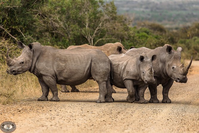 Hluhluwe-Imfolozi Park Full Day Big 5 Safari Tour - Breakfast, Picnic Breaks, and a Traditional Braai Lunch