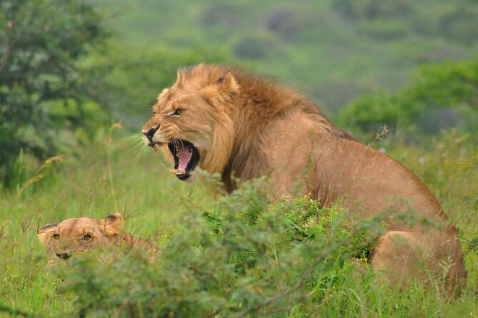 Hluhluwe-Imfolozi Park Full Day Big 5 Safari Tour - The Photo Advantage of Open-Air Vehicles