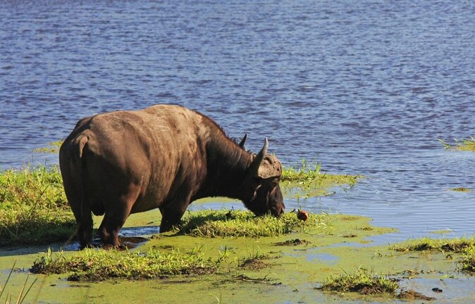 Hluhluwe Imfolozi Safari & St Lucia Boat Safari Day Tour from Durban - Key highlights before you go