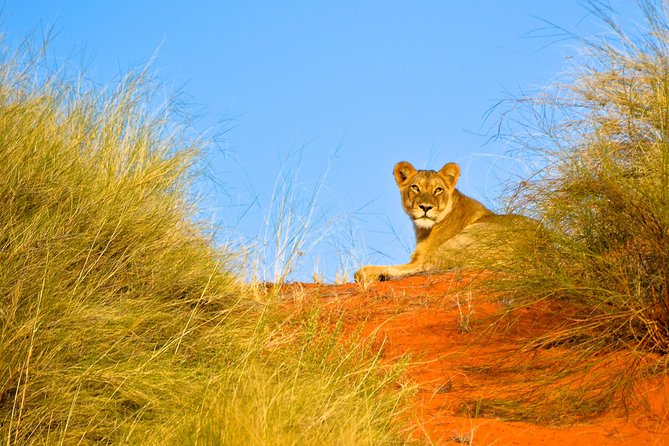 Hluhluwe Imfolozi Safari & St Lucia Boat Safari Day Tour from Durban - The dinner payoff: why ending at an oldest-park view feels right