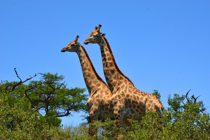 Hluhluwe Imfolozi Safari & St Lucia Boat Safari Day Tour from Durban - Who this tour fits best