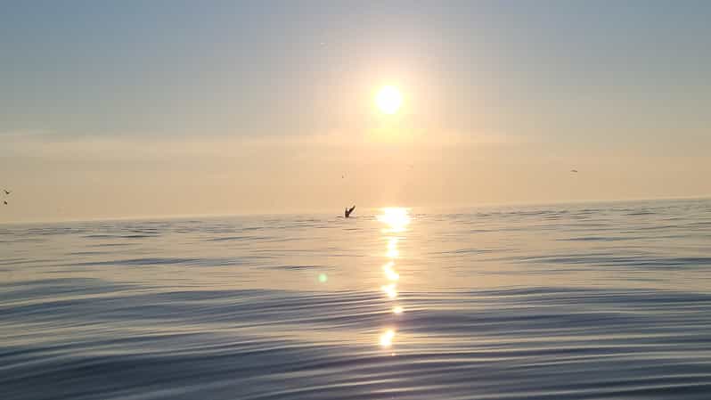 Honningsvåg: North Cape King Crab & Arctic Wildlife Safari - Time, Price, and the Weekend Reality Check