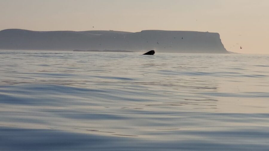 Honningsvåg: North Cape King Crab & Arctic Wildlife Safari - Who This Tour Fits Best (and Who Should Skip It)