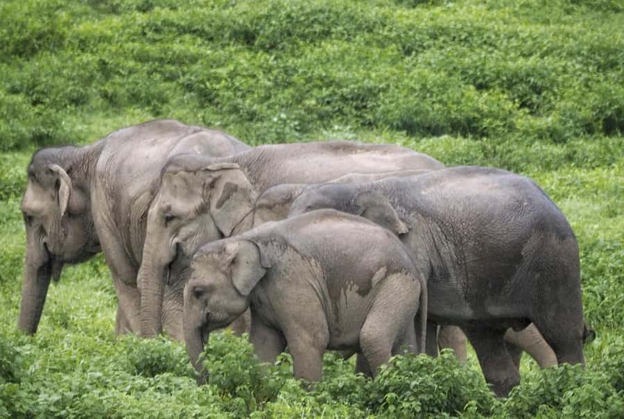 Hua Hin: Kui Buri Elephant Safari Private Tour - Key things that make this tour work