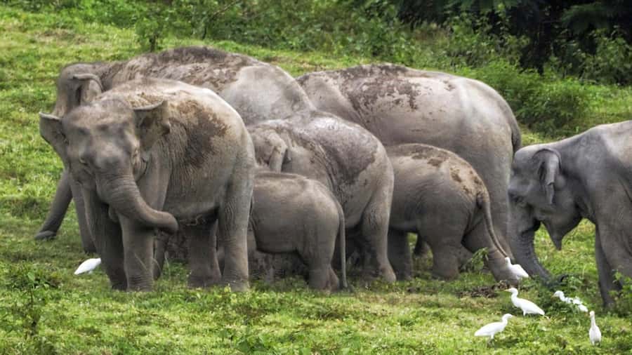 Hua Hin: Kui Buri Elephant Safari Private Tour - Kui Buri National Park: the “wild” part that makes it worth your time