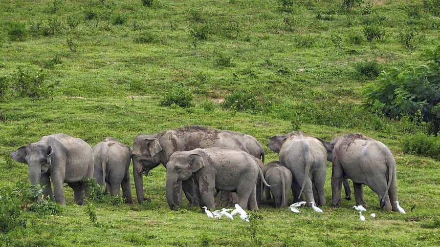 Hua Hin: Kui Buri Elephant Safari Private Tour - Pickup in Hua Hin: where you’ll start and what to expect on the drive