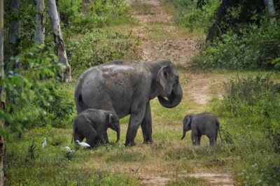 Hua Hin: Kui Buri Elephant Safari Private Tour - Timing and logistics: how the 390 minutes usually feel