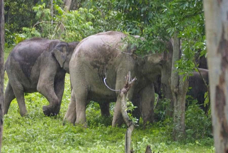 Hua Hin: Kui Buri Elephant Safari Private Tour - Watching more than elephants: gaurs, deer, boars, and birds