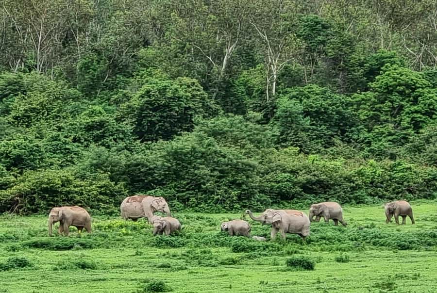 Hua Hin: Kui Buri Elephant Safari Private Tour - Guides, binoculars, and the small things that improve your odds