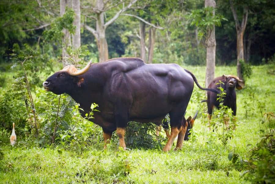 Hua Hin: Kui Buri Elephant Safari Private Tour - Dinner in Hua Hin: a practical end to a long nature outing