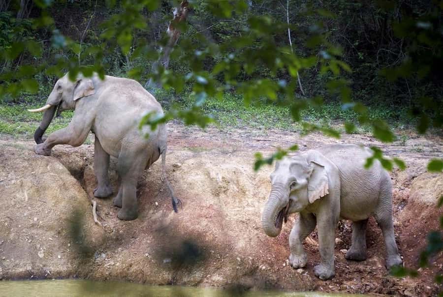 Hua Hin: Kui Buri Elephant Safari Private Tour - Price and value: is about $157 per person fair?
