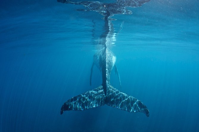 Humpback Whale Safari - Your 8-hour flow from Coral Bay (and why 7:30 a.m. matters)