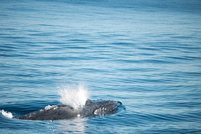 Humpback Whale Safari - Whale watching from the boat: the low-stress option that still feels huge