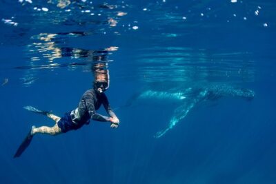 Humpback Whale Safari - Ningaloo Reef humpback season: what the numbers really mean for you