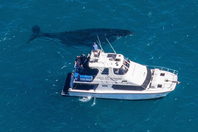 Humpback Whale Safari - Stop 1: Ningaloo—what you’ll likely do when you get there