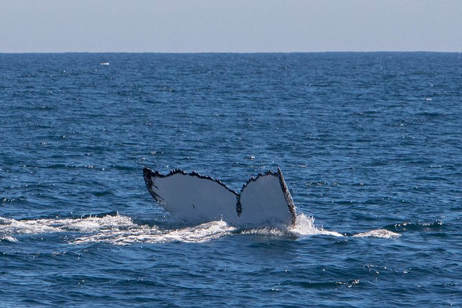Humpback Whale Safari - Food, snacks, sparkling wine, and photos: small inclusions that change the tone
