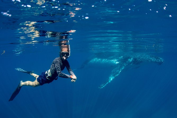 Humpback Whale Safari - Ningaloo Reef humpback season: what the numbers really mean for you