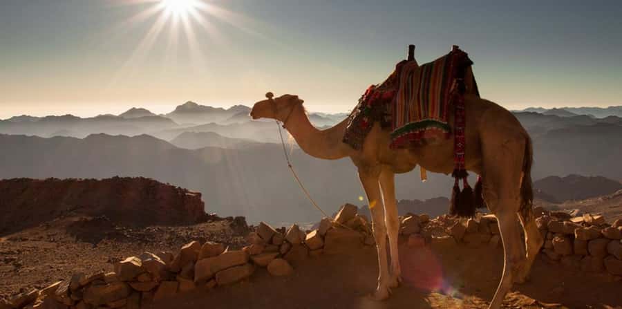 Hurghada: Quad Bike, Sea, Camel, Safari, Stargazing & Dinner - Price and Value: Why Around $17 Can Feel Like a Lot