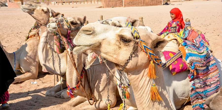 Hurghada: Safari Jeep, Buggy, Camel, Quad, Bedouin Dinner - Guides, Safety, and Comfort: What You Should Really Expect