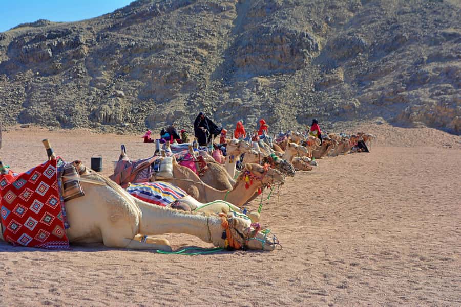 Hurghada: Safari Jeep & Camel Ride with BBQ Dinner & Show - BBQ dinner with Arabic tea: what you’ll actually enjoy